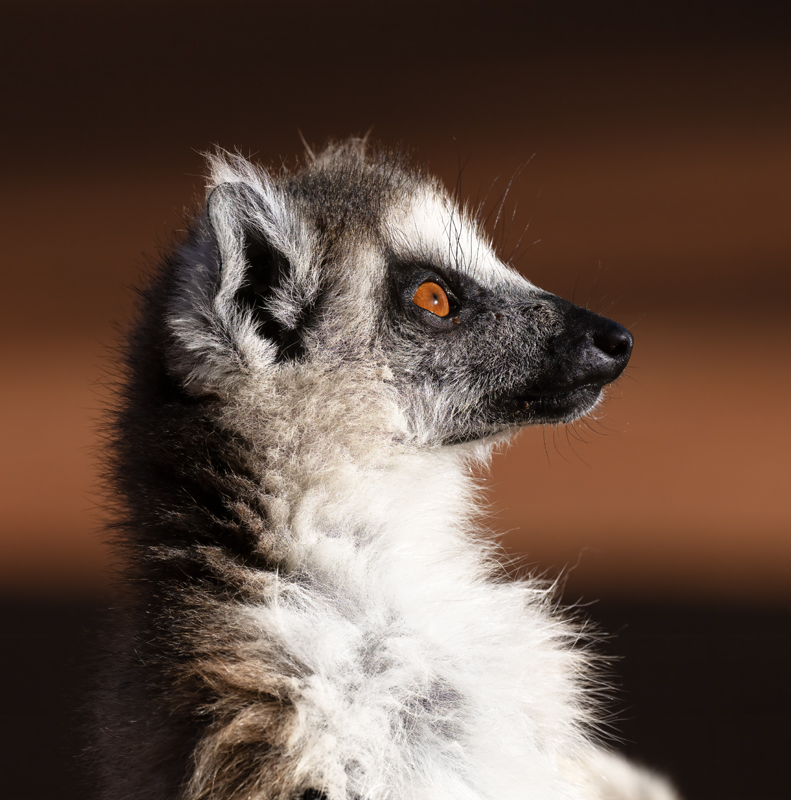 Ring-tailed_Lemur_24_Madagascar_380