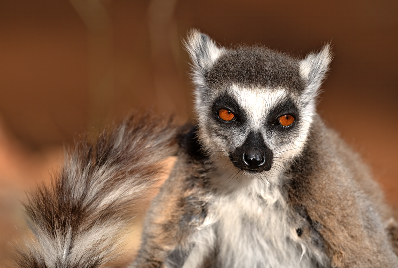 Ring-tailed_Lemur_24_Madagascar_683