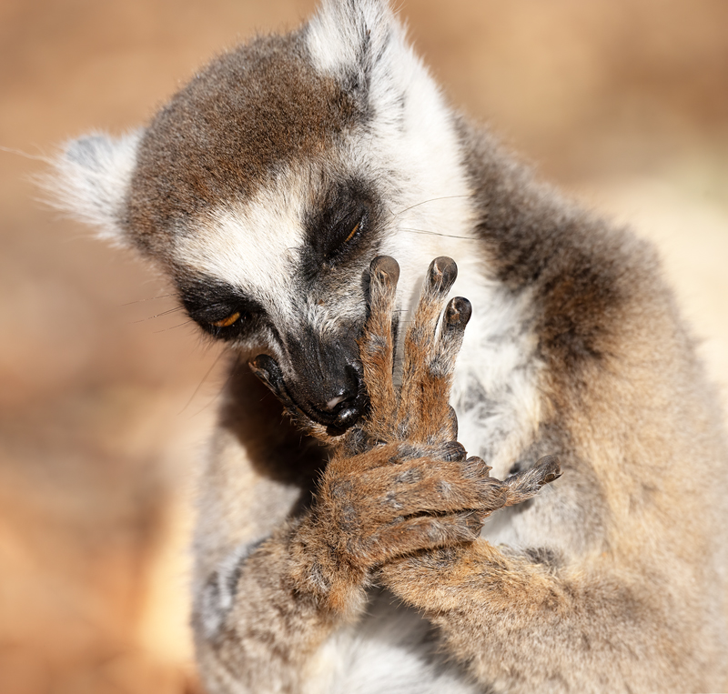 Ring-tailed_Lemur_24_Madagascar_783