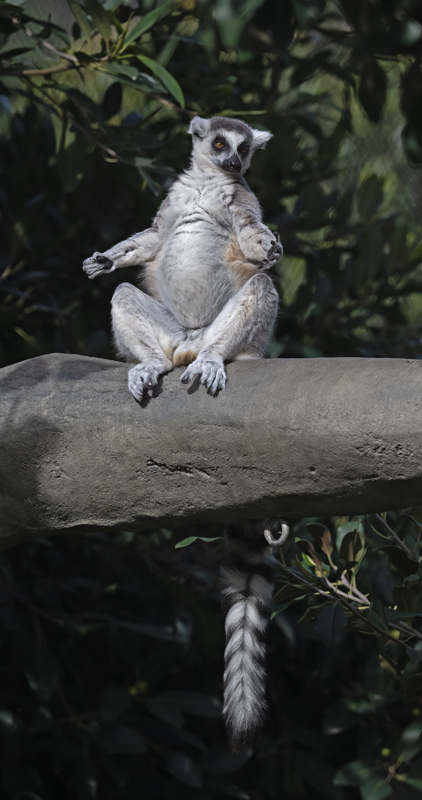 Ring-tailed_Lemur_25_San_Diego_Zoo_L_008