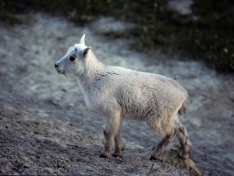 Rocky_Mountain_Goat_89_BC_Canada_002