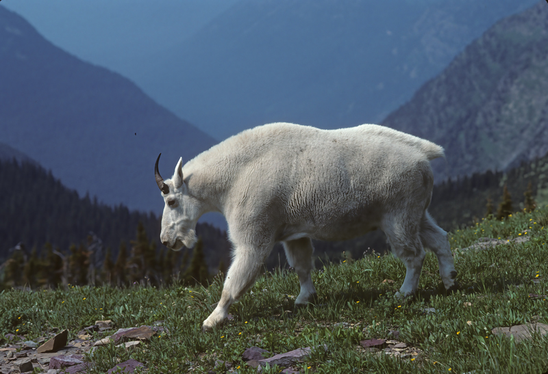 Rocky_Mountain_Goat_89_MT_001