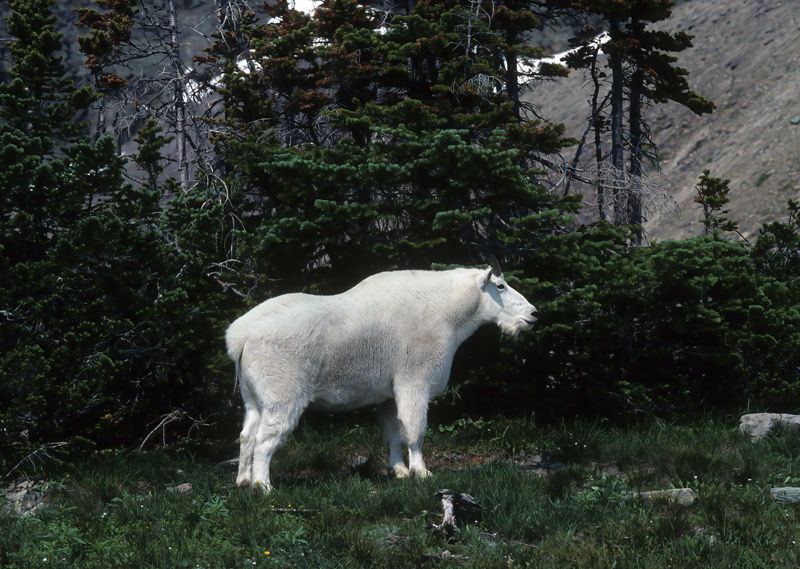 Rocky_Mountain_Goat_89_MT_002