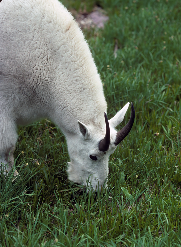 Rocky_Mountain_Goat_89_MT_003
