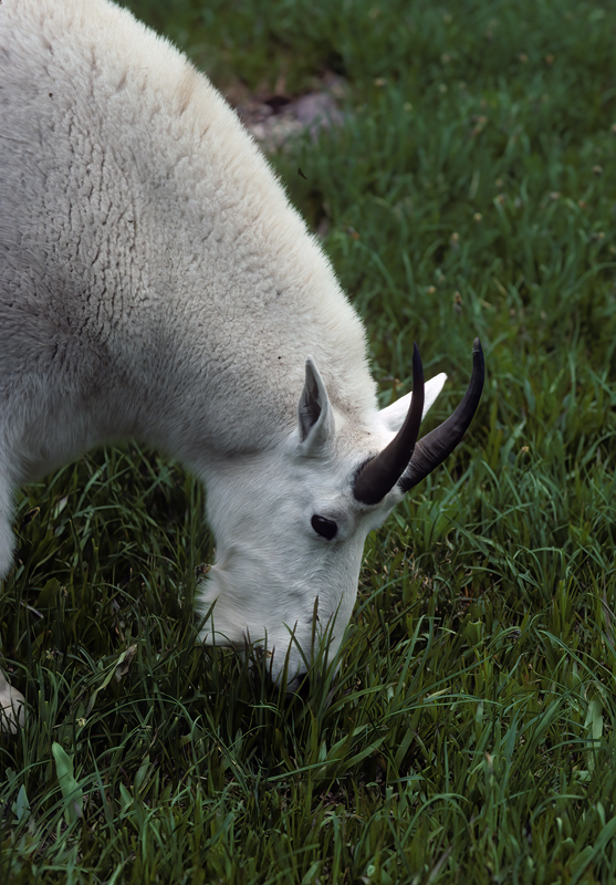 Rocky_Mountain_Goat_89_MT_006