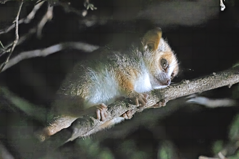 Rufous_Mouse_Lemur_24_Madagascar_064