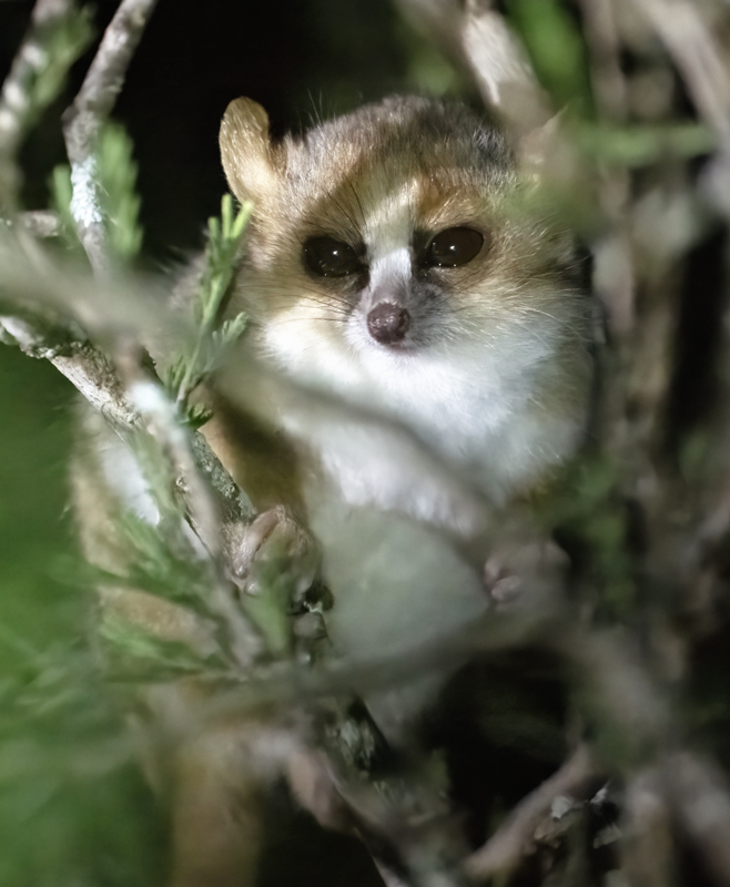 Rufous_Mouse_Lemur_24_Madagascar_085