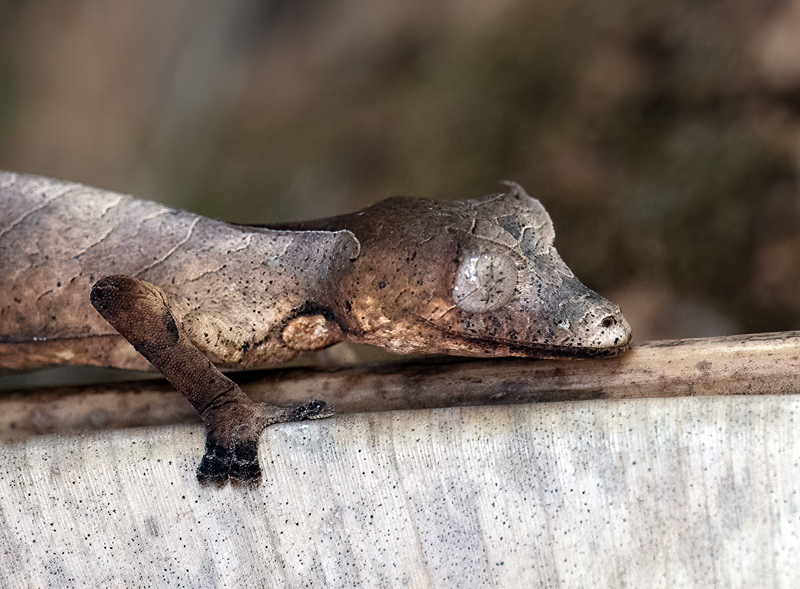 Satanic_Leaf-tailed_Gecko_24_Madagascar_193
