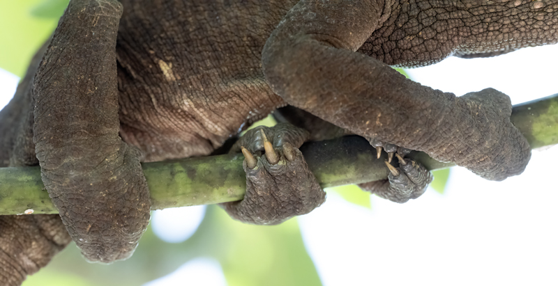 Short-horne_Chameleon_24_Madagascar_186