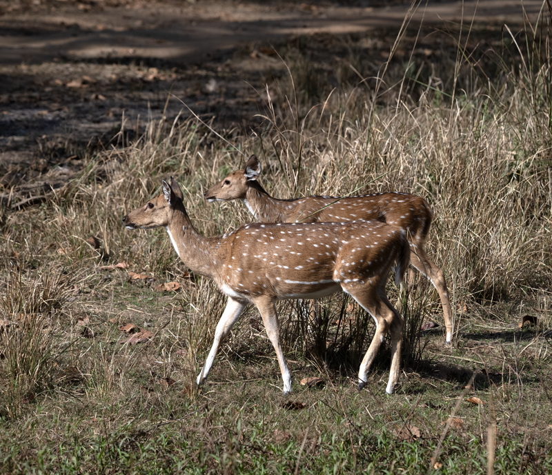 Spotted_Deer_25_India_105