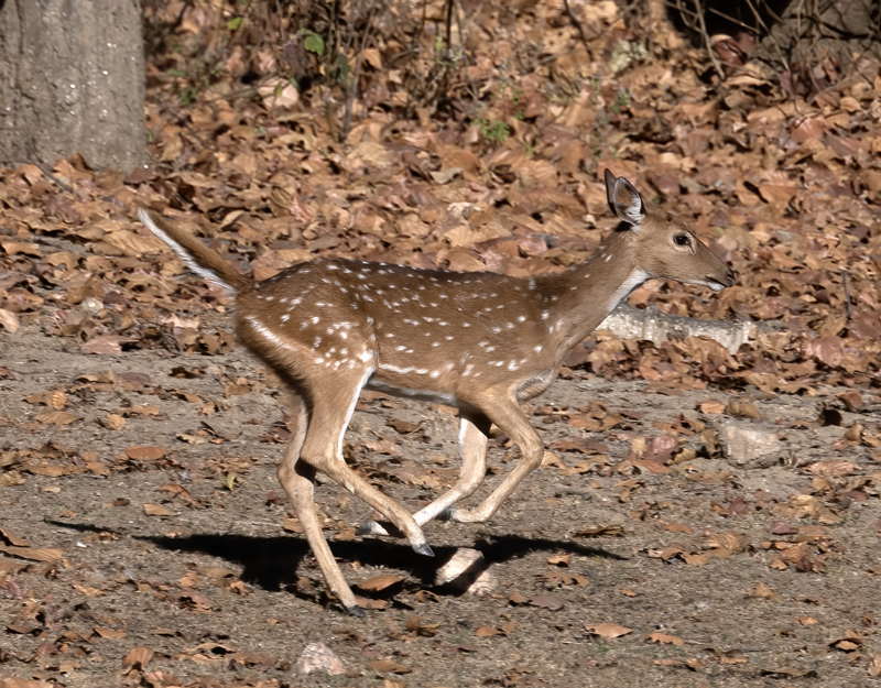 Spotted_Deer_25_India_107