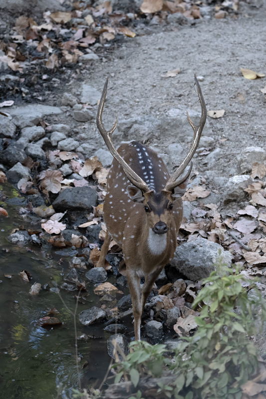 Spotted_Deer_25_India_108