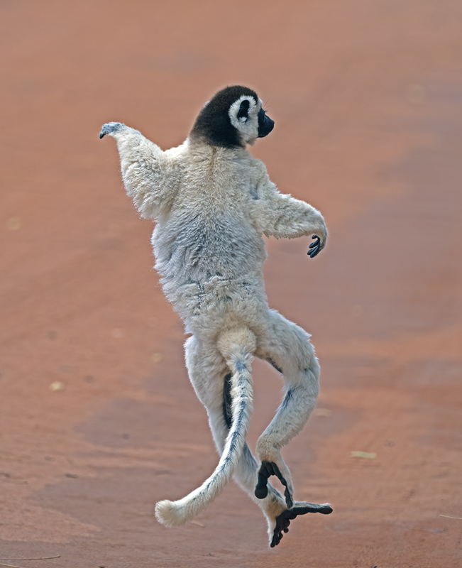 Verreauxs_Sifaka_24_Madagascar_035