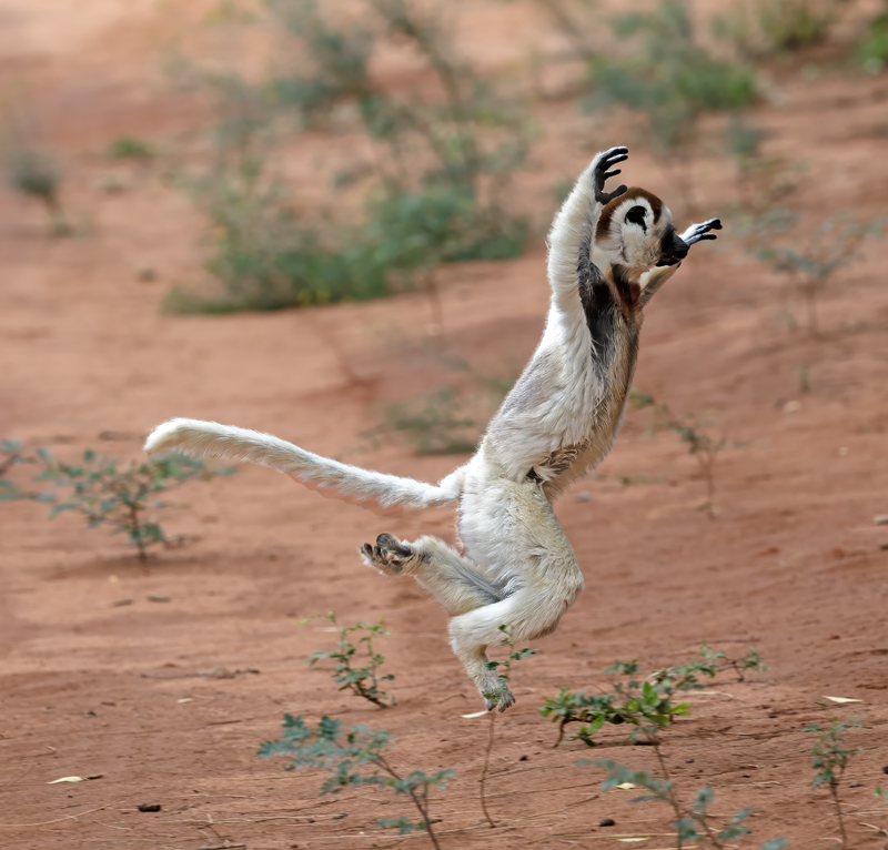 Verreauxs_Sifaka_24_Madagascar_049