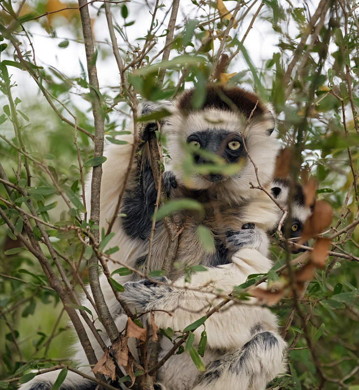 Verreauxs_Sifaka_24_Madagascar_057