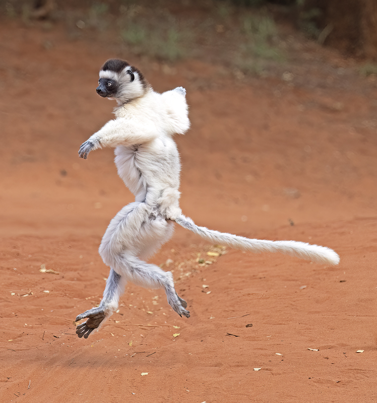 Verreauxs_Sifaka_24_Madagascar_194