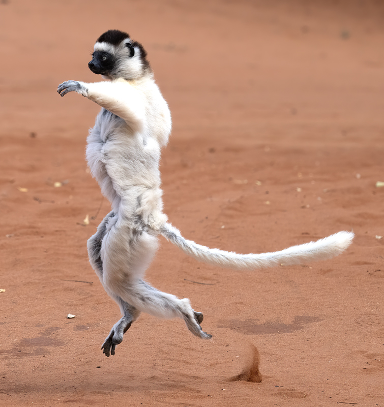 Verreauxs_Sifaka_24_Madagascar_204