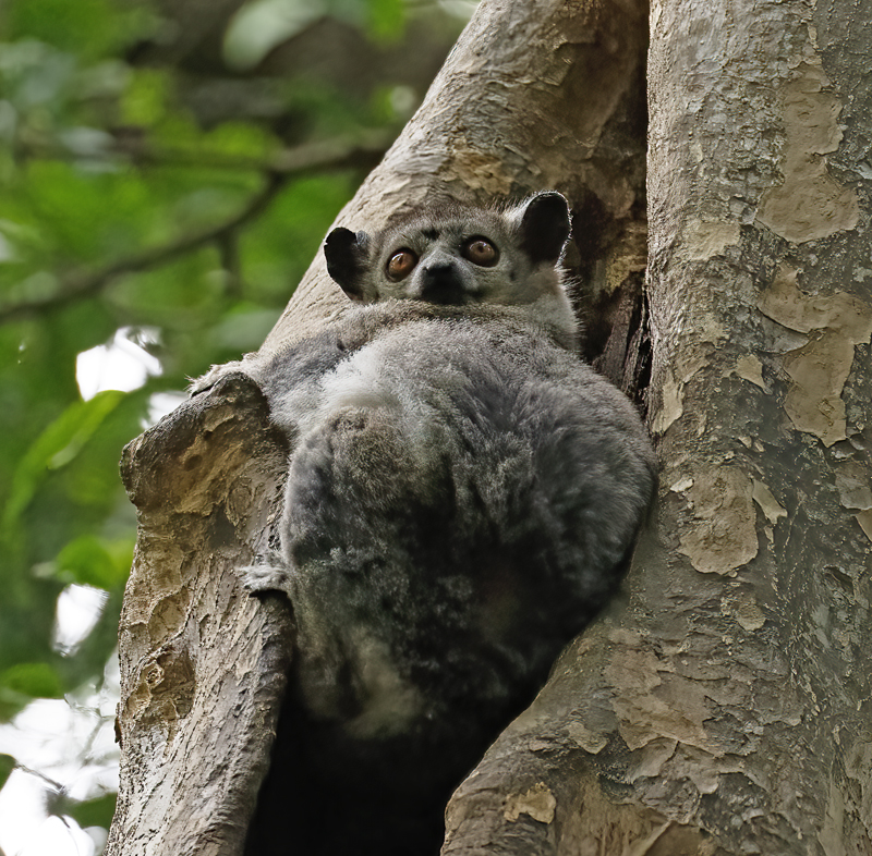 White-footed_Sportive_Lemur_24_Madagascar_126