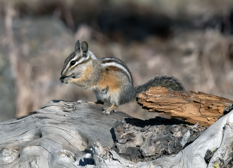 Yellow-pine_Chipmunk_18_OR_017