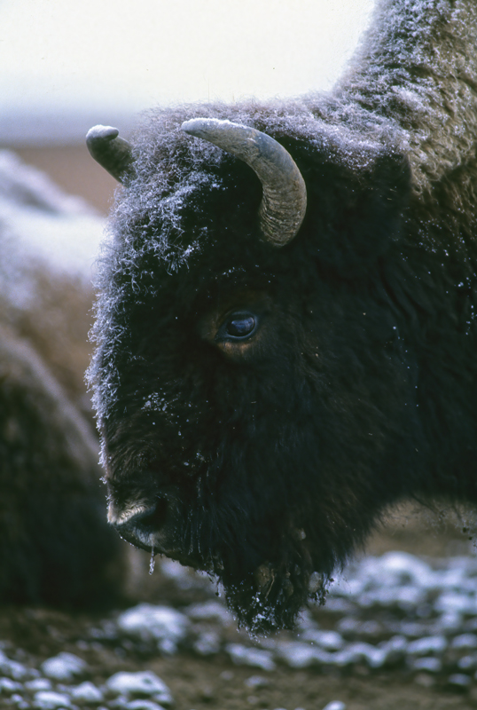 Yellowstone_92_009